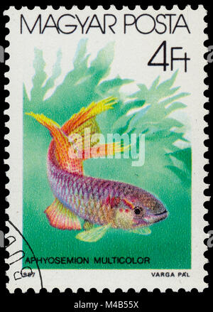 BUDAPEST, HONGRIE - 05 décembre 2014 : un post de timbres en Hongrie montre Toy poisson (Aphyosemion multicolor), la série "Les poissons", vers 1987 Banque D'Images