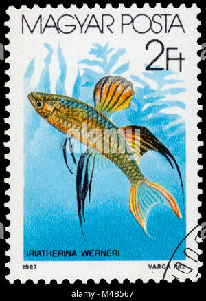 BUDAPEST, HONGRIE - 05 décembre 2014 : un post de timbres en Hongrie montre Rainbowfish (Iriatherina werner), la série "Les poissons", vers 1987 Banque D'Images