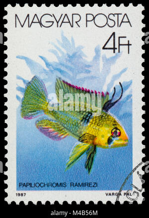 BUDAPEST, HONGRIE - 05 décembre 2014 : un post de timbres en Hongrie montre ram (Papiliochromis Ramirezi cichlidés), la série "Les poissons", vers 1987 Banque D'Images