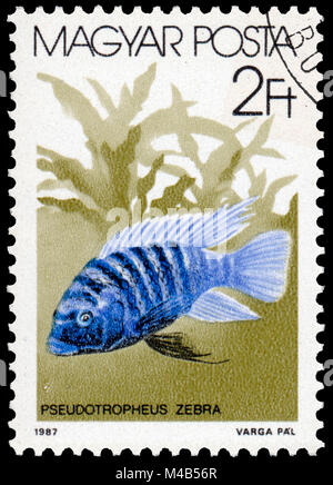 BUDAPEST, HONGRIE - 05 décembre 2014 : un post de timbres en Hongrie montre (Pseudotropheus zebra Zebra Mbuna), la série "Les poissons", vers 1987 Banque D'Images