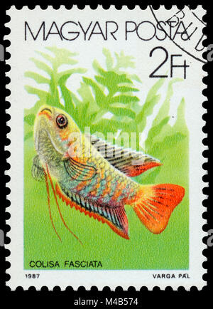 BUDAPEST, HONGRIE - 05 décembre 2014 : un post de timbres en Hongrie montre Gourami Colisa fasciata (bandes), la série "Les poissons", vers 1987 Banque D'Images