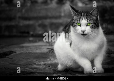 Portrait of a Cute cat poilu Banque D'Images
