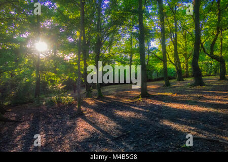 Du soleil dans la forêt Banque D'Images