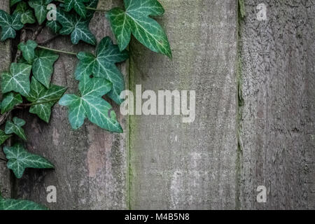 Le lierre vert mur de clôture en bois Banque D'Images