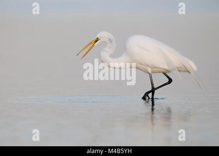 Grande Aigrette (Ardea alba) traquant un poisson - Comté de Pinellas, Floride Banque D'Images