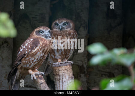 Morepork Banque D'Images