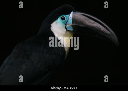 Channel-billed toucan Banque D'Images