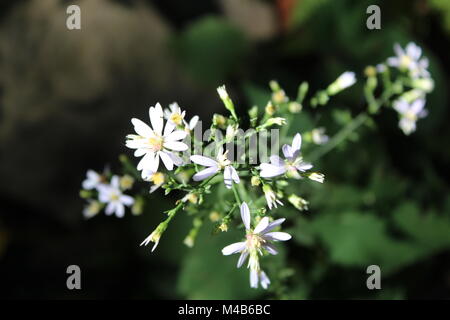 Belles fleurs sauvages de l'État de New York l'été Banque D'Images