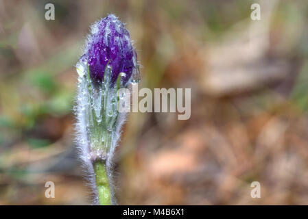 Le premier printemps fleurs violettes perce-neige Pulsatilla avec des gouttes de rosée dans l'herbe close up Banque D'Images