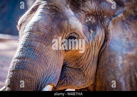 L'éléphant africain (Loxodonta Africana) Temps d'alimentation au zoo Banque D'Images