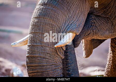 L'éléphant africain (Loxodonta Africana) Temps d'alimentation au zoo Banque D'Images