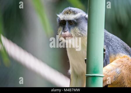 Singe africain juvénile Chlorocebus pygerythrus en forêt de bambou Banque D'Images