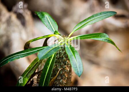 Les pointes d'un Pachypodium lamerei palmier de Madagascar Banque D'Images