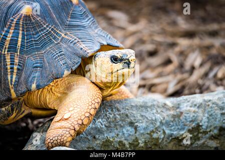 Razor-Backed Tortue musquée (Sternotherus carinatus) Kinosternidae Banque D'Images