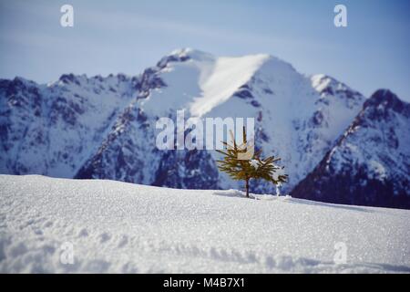 Petit arbre poussant hors de la couverture de neige, à côté de la gamme de montagne massif déploiement vue derrière elle Banque D'Images