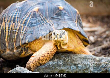 Razor-Backed Tortue musquée (Sternotherus carinatus) Kinosternidae Banque D'Images