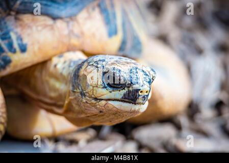 Razor-Backed Tortue musquée (Sternotherus carinatus) Kinosternidae Banque D'Images