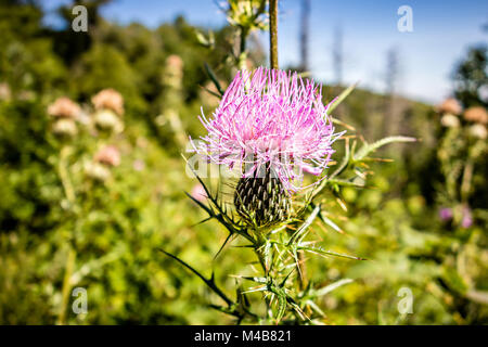 Champ avec le chardon Marie (Silybum marianum) plantes médicales dans les montagnes Banque D'Images