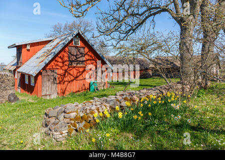 Ancienne ferme des maisons avec la floraison des jonquilles fleurs dans un jardin au printemps Banque D'Images