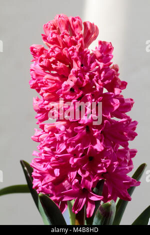 Fleur rose-rouge chef de la Dutch hyacinth Hyacinthus orientalis 'Jan Bos' obligés pour l'hiver la floraison. Banque D'Images