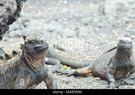 Deux iguanes marins des îles Galapagos Équateur Las Tintoreras Banque D'Images