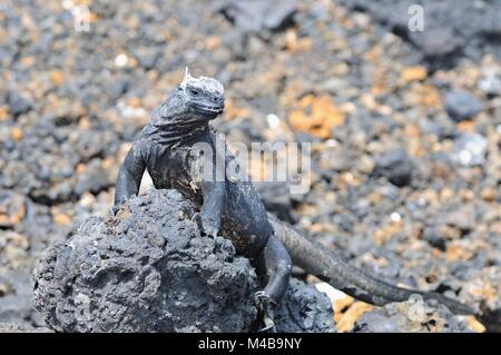 Iguane marin sur pierre de lave Las Tintoreras Îles Galapagos Équateur Banque D'Images