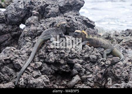 Iguanes marins sur les roches Las Tintoreras Îles Galapagos Équateur Banque D'Images