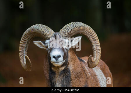 Mouflon (Ovis gmelini européenne / Ovis ammon musimon / Ovis orientalis musimon) portrait de ram avec de grandes cornes en forêt en automne Banque D'Images