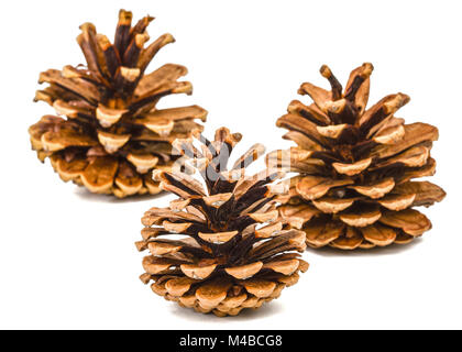 De belles pommes de pin isolé sur fond blanc Banque D'Images