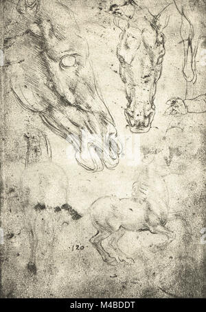 L'étude des chevaux Les chevaux et chefs, chevaux, dessin anatomique dessiné par Leonardo Da Vinci Banque D'Images