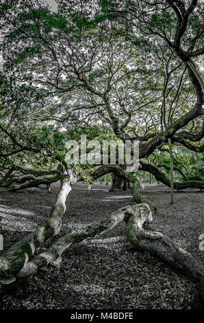 Angel Oak Tree sur l'Île Saint-Jean en Caroline du Sud Banque D'Images