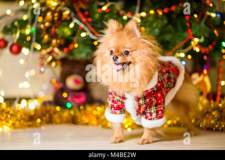 Un chien de race Le spitz de couleur rouge dans un costume de gnome près d'un arbre de Noël Banque D'Images