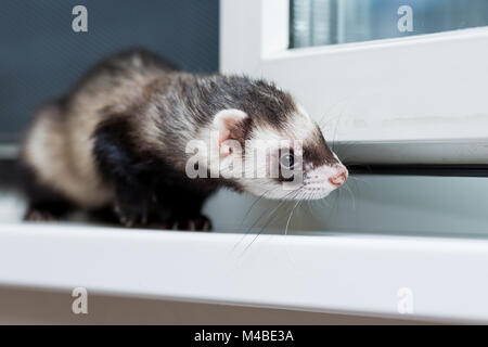 Curieux furet noir et blanc assis sur le rebord de Banque D'Images