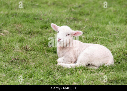 Un mignon petit agneau est couché dans un champ d'herbe dans le Lake District. L'herbe fournit un arrière-plan vert. Banque D'Images