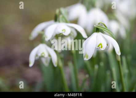 Conseil vert de Pusey Galanthus fleurs en hiver. Banque D'Images