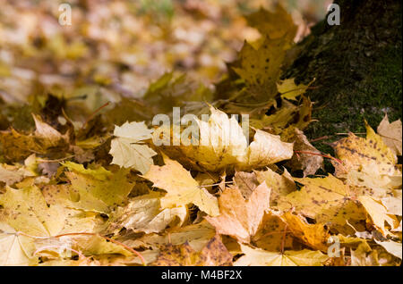 Acer pseudoplatanus. Les feuilles de platane à la base de l'arbre en automne. Banque D'Images