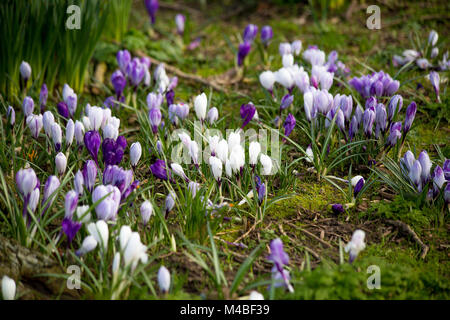 Fleurs de Printemps crocus Mauve et blanc à la Saint Enda's Park à Dublin, Irlande Banque D'Images