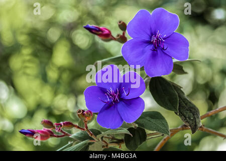 Tibouchina urvilleana princesse, fleurs, Brésil Banque D'Images