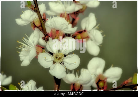 Succursale d'un abricotier en fleur. Banque D'Images
