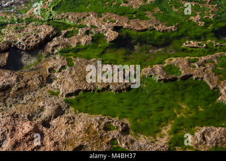 Mer jaune avec des rochers et des algues dans l'eau vert émeraude entre eux Banque D'Images