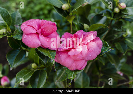 Japonais rose, Camellia Camellia japonica 'Debbie' pink Banque D'Images