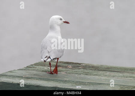 Seagull marcher sur la table en bois Banque D'Images