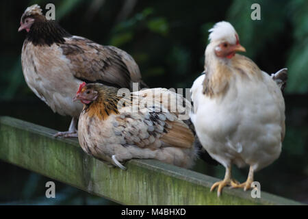 Trois poules assis sur la clôture Banque D'Images
