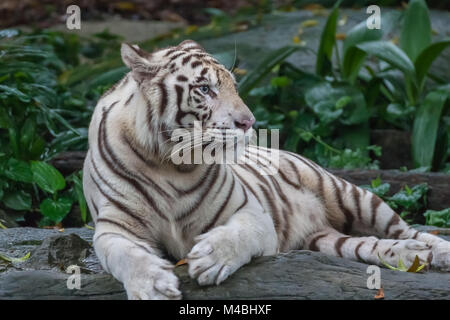 Blue Eyed rare tigre blanc reposant sur un rocher Banque D'Images