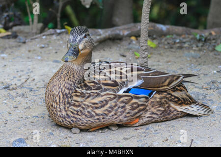 Canard femelle sauvage assis sur le sol Banque D'Images