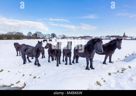 Troupeau de chevaux frison noir dans la neige de l'hiver Banque D'Images