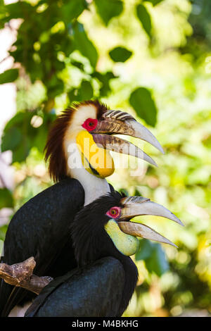 Oiseau Calao nimbés dans l'île de Bali en Indonésie Banque D'Images