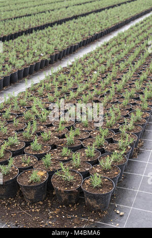 Romarin épice dans un pot dans une pépinière Banque D'Images