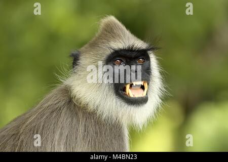 Entelle gris touffetée (Semnopithecus priam),animal,portrait montrant les dents,le parc national de Bundala, Sri Lanka Banque D'Images