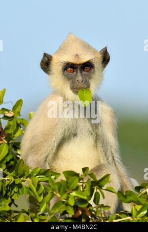 Entelle gris touffetée (Semnopithecus priam),CUB sitting on tree avec la feuille dans la bouche,manger,le parc national de Bundala, Sri Lanka Banque D'Images